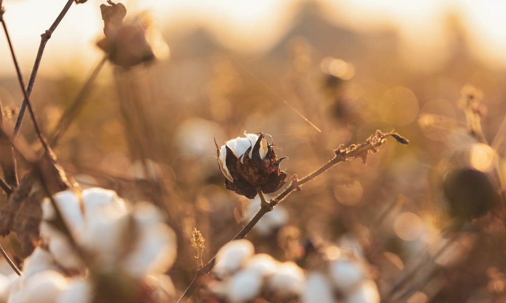 Le tour des fibres textiles : les fibres végétales