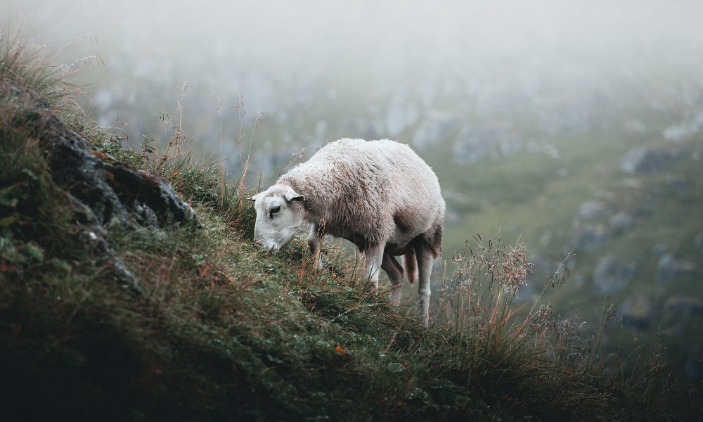 Le tour des fibres textiles : qu'est-ce que la laine ?