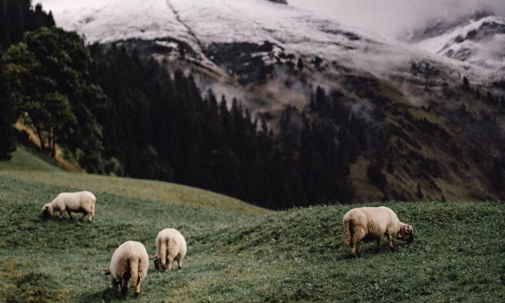 La laine des Pyrénées, quézako ?