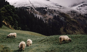 All you need to know about pyrenean wool